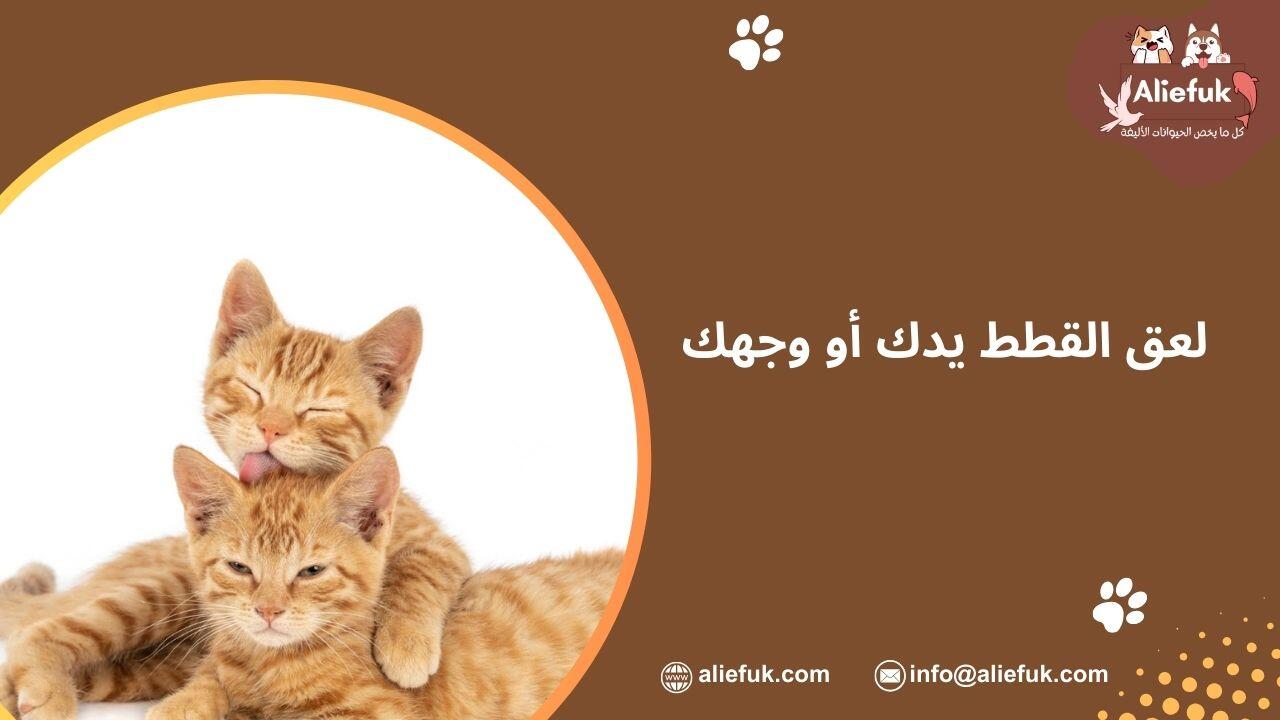 سلوك القطط