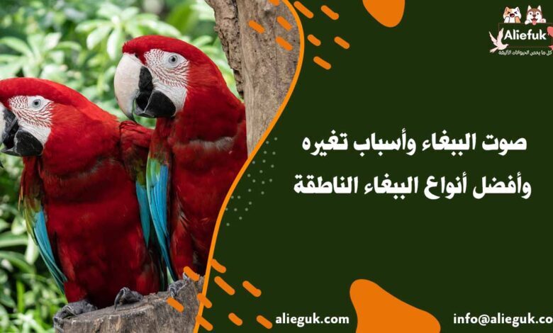 صوت الببغاء وأسباب تغيره وأفضل أنواع الببغاء الناطقة - موقع أليفك أنواع صوت الببغاء