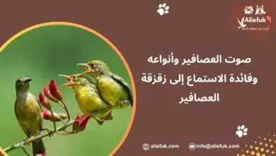 أنواع صوت العصافير