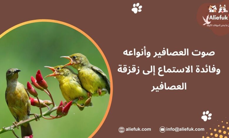صوت العصافير و 6 أنواع له وفائدة الاستماع إلى زقزقة العصافير - موقع أليفك أنواع صوت العصافير