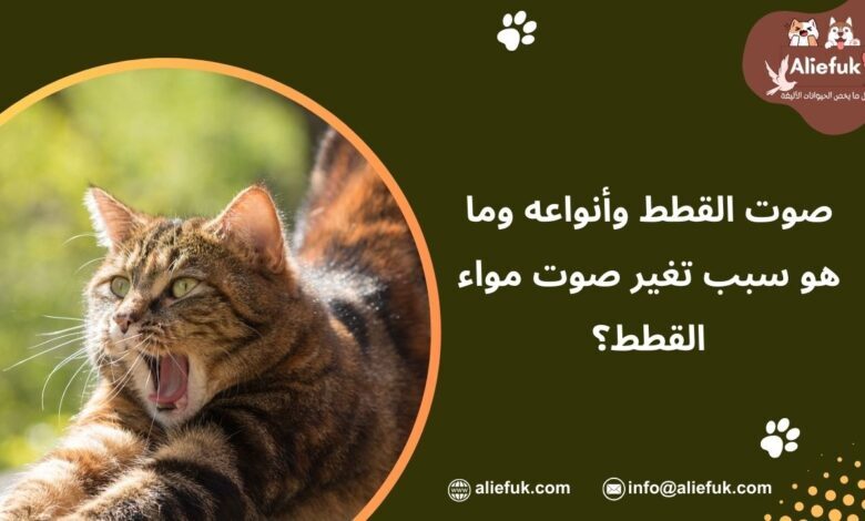 أنواع صوت القطط