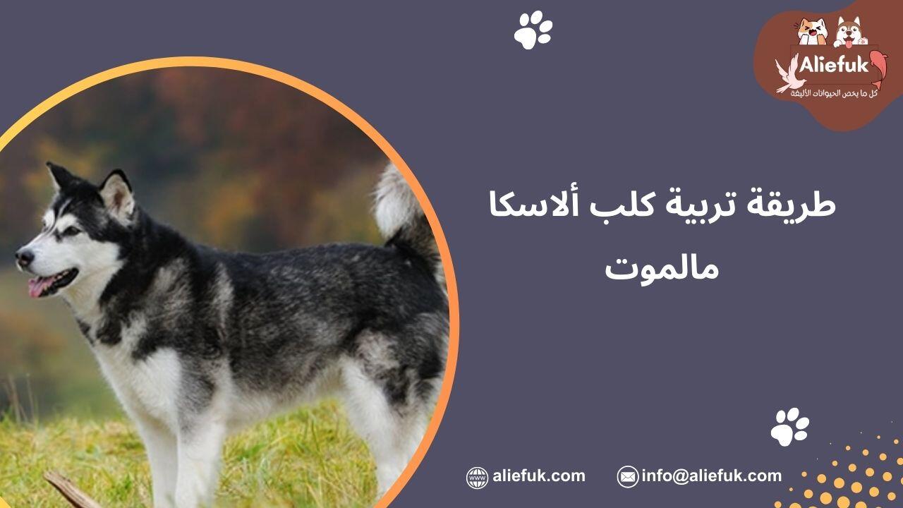 سعر كلب مالموت ألاسكي