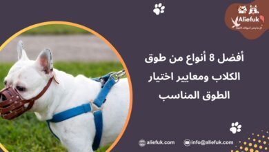 أنواع طوق الكلاب