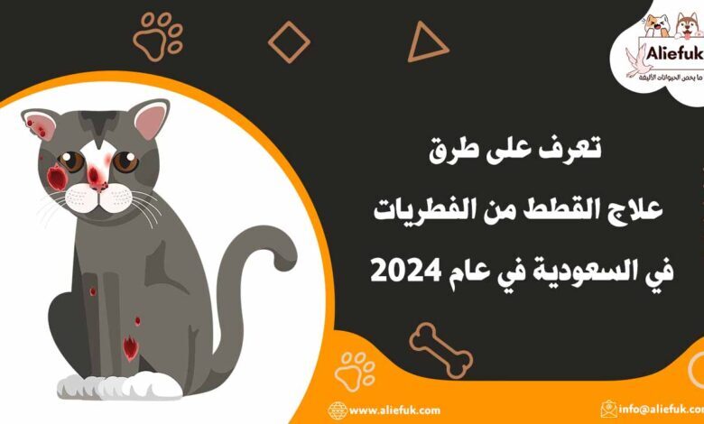 تعرف على طرق علاج القطط من الفطريات في السعودية في عام 2024 - موقع أليفك طرق علاج القطط من الفطريات في السعودية