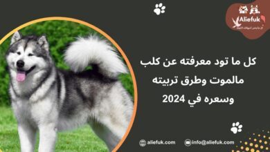 كلاب مالموت ألاسكا