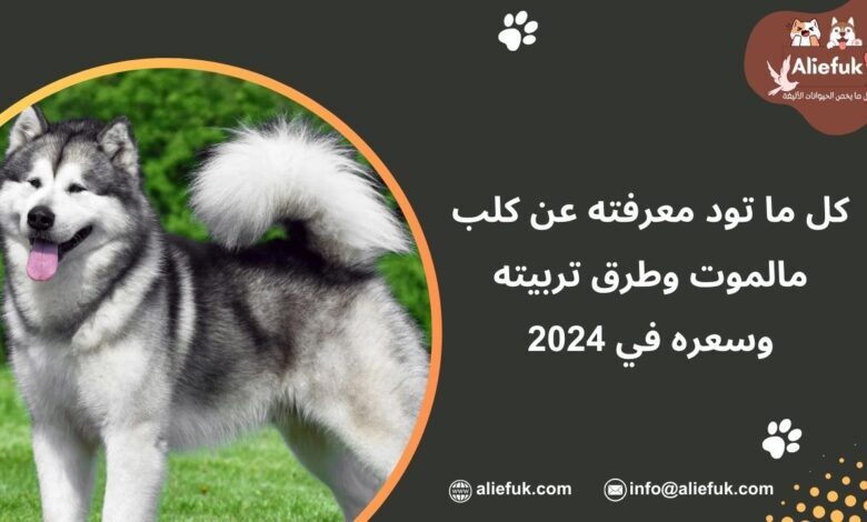 كلاب مالموت ألاسكا