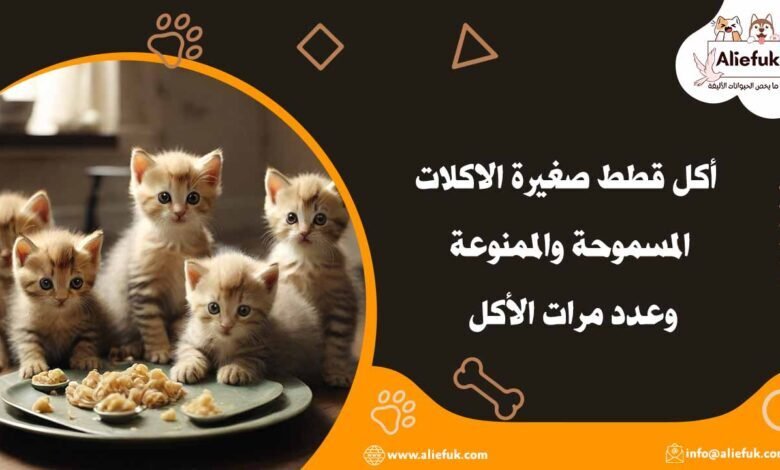 أكل قطط صغيرة الاكلات المسموحة والممنوعة وعدد مرات الأكل - موقع أليفك ما هو أنواع أكل قطط صغيرة