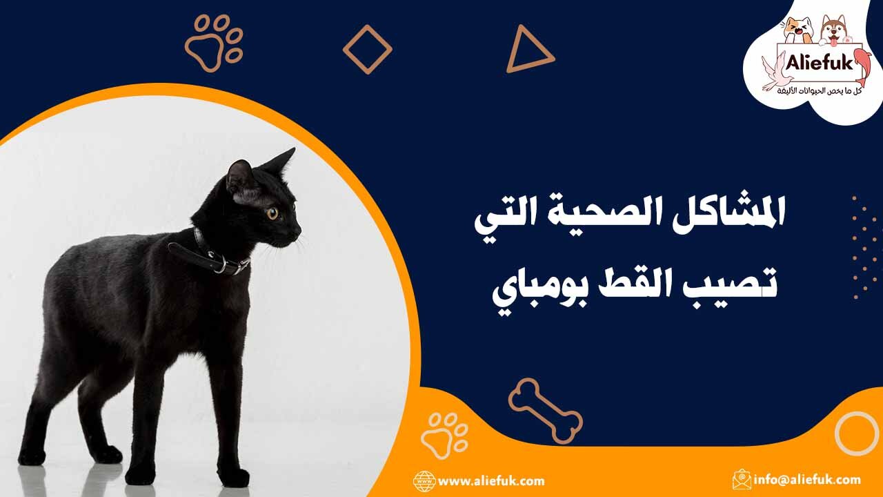 رعاية القط بومباي