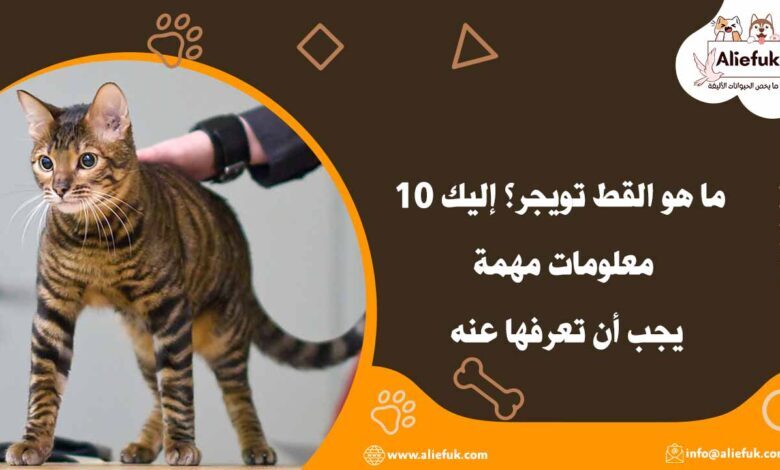 تدريب القط تويجر
