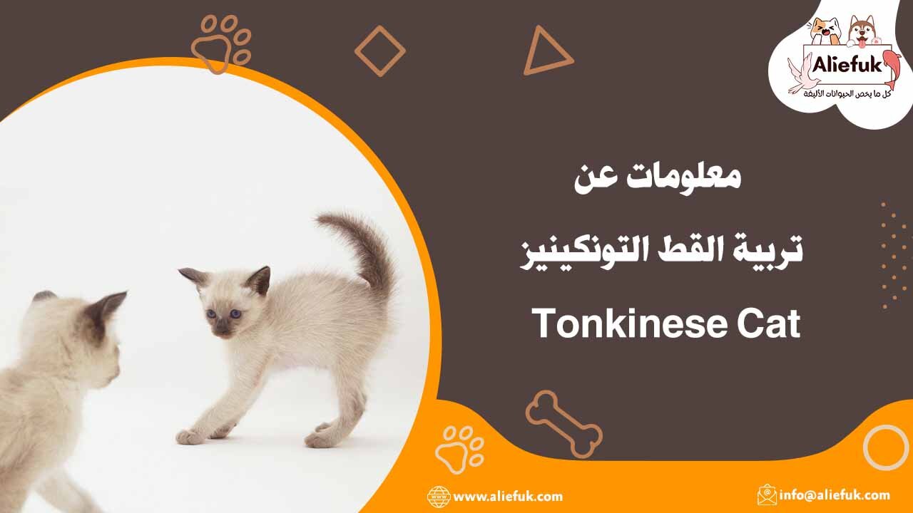 أنواع القطط التونكينيز