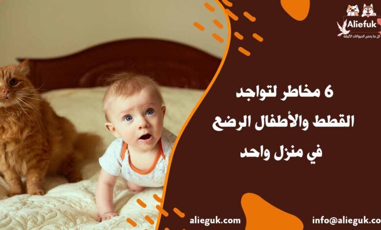 مخاطر وجود القطط والأطفال الرضع