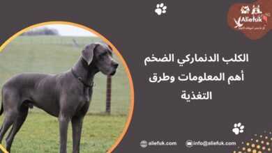 مواصفات الكلب الدنماركي الضخم