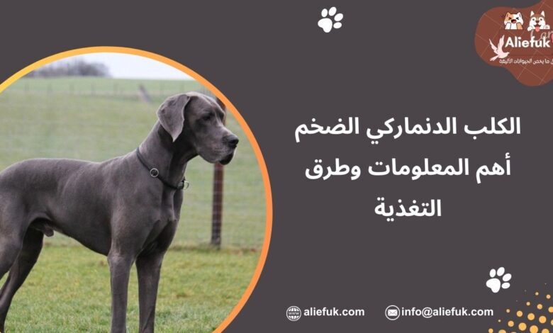 مواصفات الكلب الدنماركي الضخم