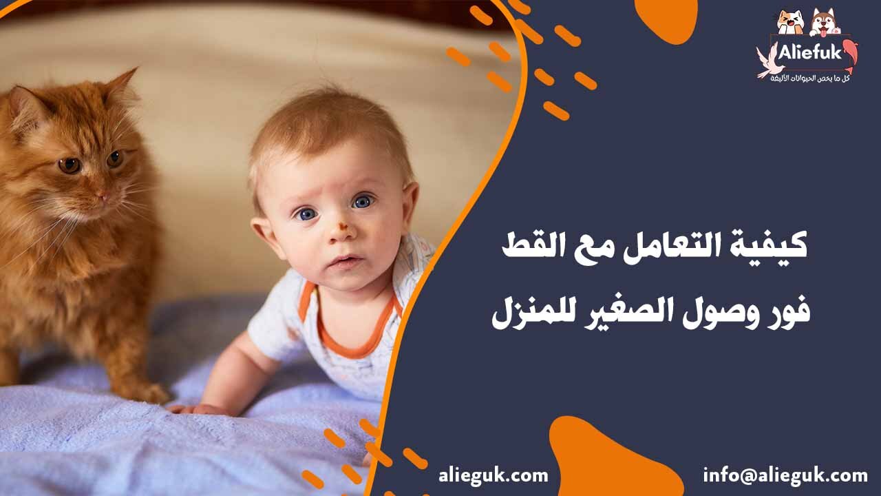 كيفية رعاية القطط والأطفال الرضع