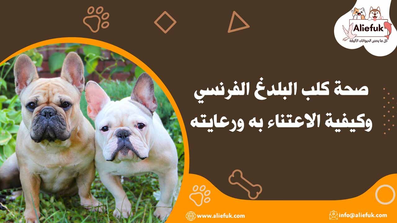 كلب البلدغ الفرنسي تعرف على خصائصه وشخصيته - موقع أليفك سعر كلب البلدغ الفرنسي