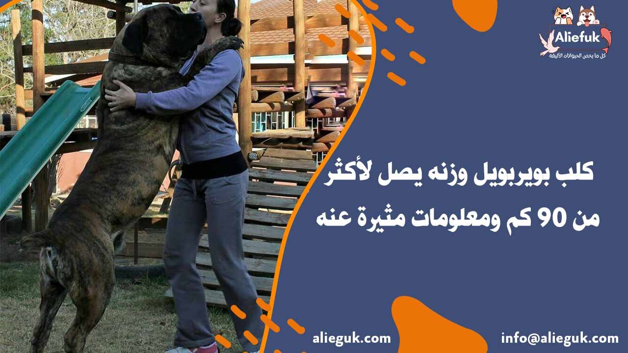مواصفات كلب بويربويل