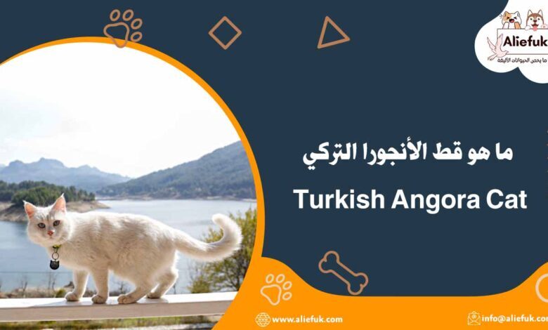 سعر قط الأنجورا التركي