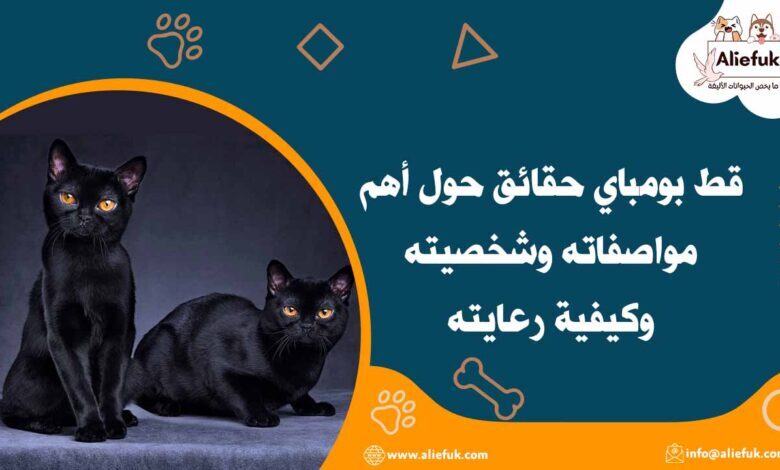 سعر قط بومباي