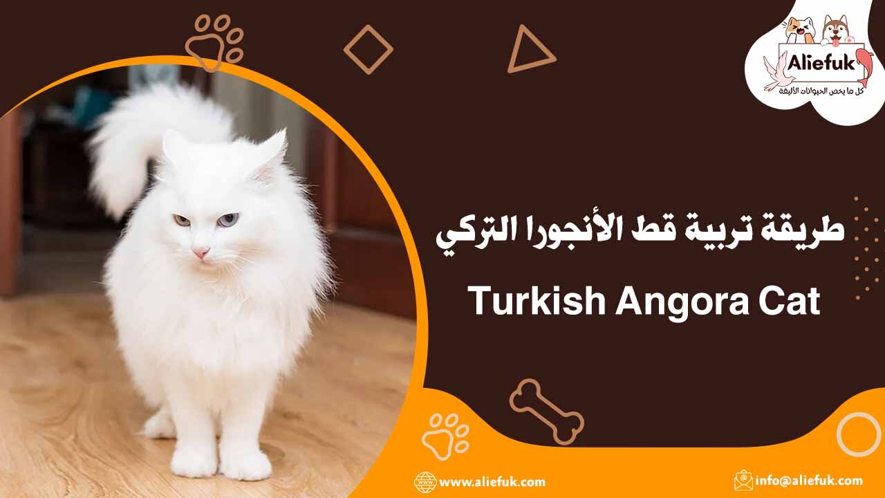 تربية قطط الأنجورا التركية