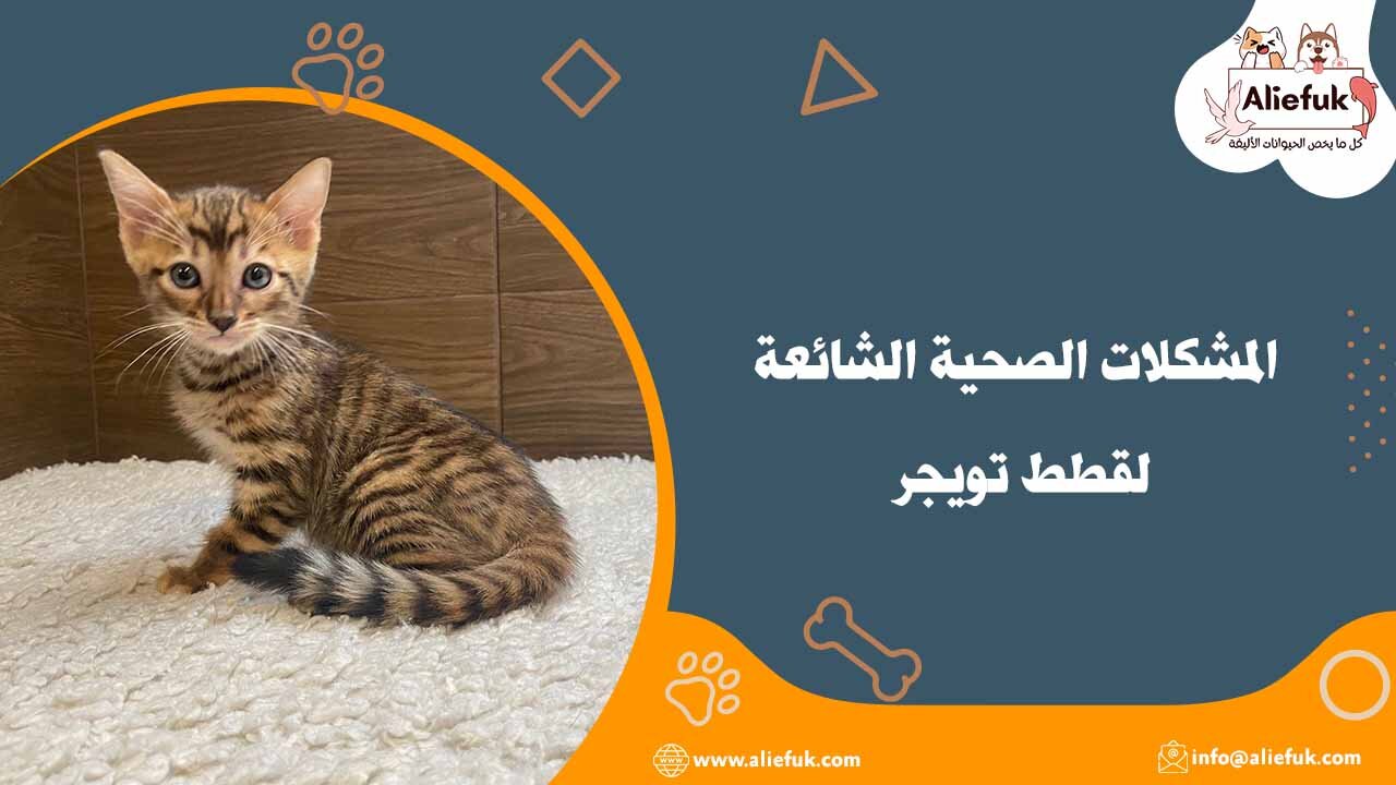 مواصفات قطط التويجر