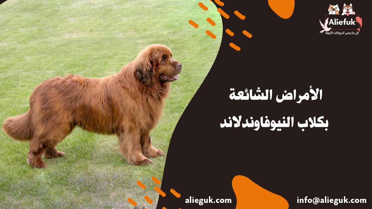 رعاية كلب نيوفاوندلاند