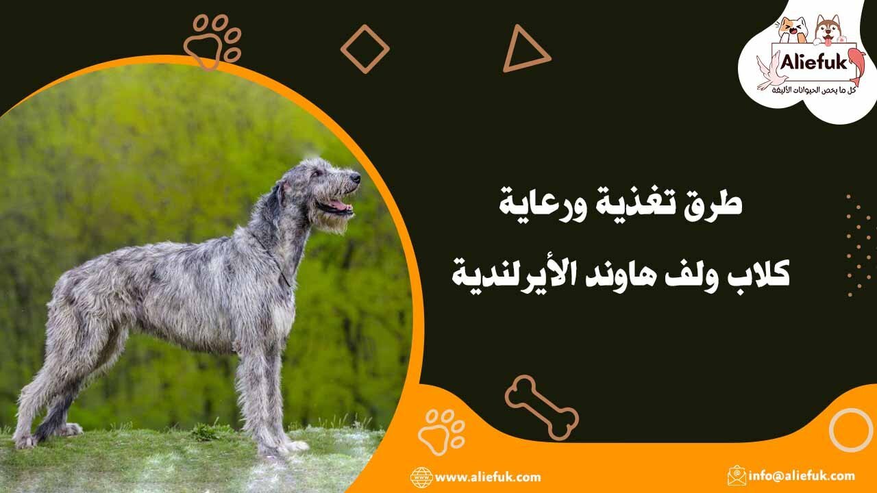 كلب ولف هاوند الأيرلندي وأهم المعلومات عن مواصفاته وتغذيته - موقع أليفك رعاية كلاب ولف هاوند الأيرلندية