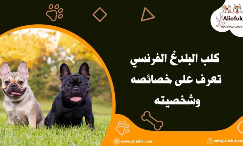 كلب البلدغ الفرنسي تعرف على خصائصه وشخصيته - موقع أليفك مواصفات كلب البلدغ الفرنسي