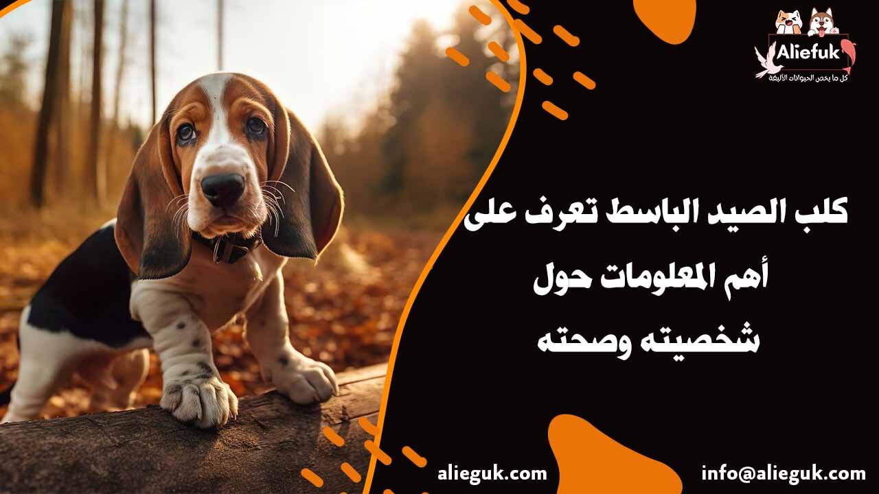 مواصفات كلب الصيد الباسط