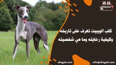 مواصفات كلب الويبيت