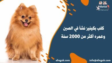 تدريب كلب بكينيز