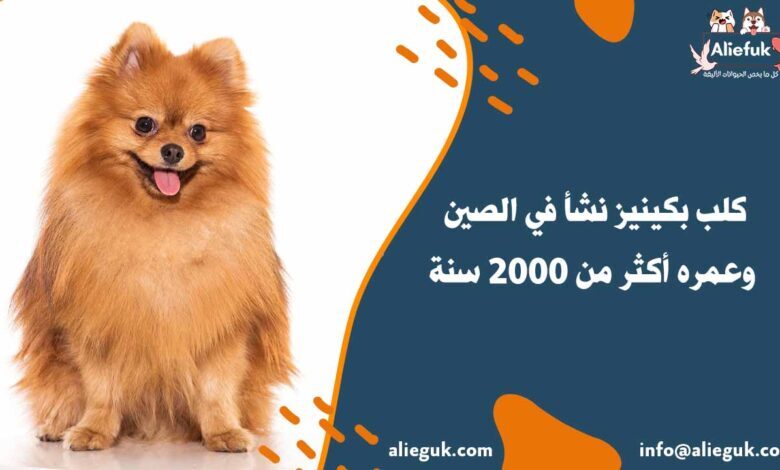 تدريب كلب بكينيز