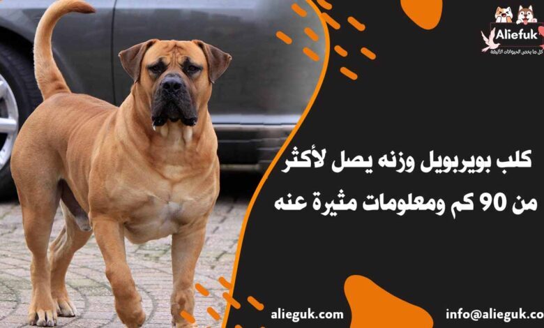 تدريب كلب بويربويل