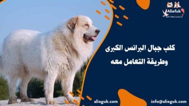 مواصفات كلب جبال البرانس