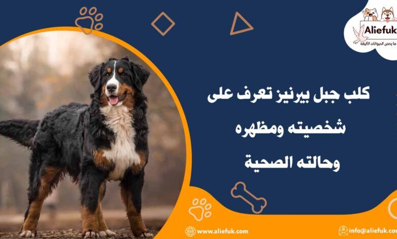 مواصفات كلب جبل بيرنيز