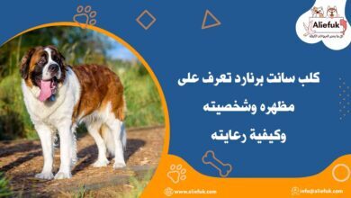 مواصفات كلب سانت برنارد