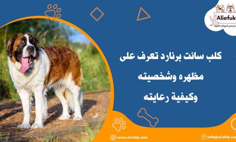 مواصفات كلب سانت برنارد