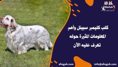 مواصفات كلب كليمبر سبينل