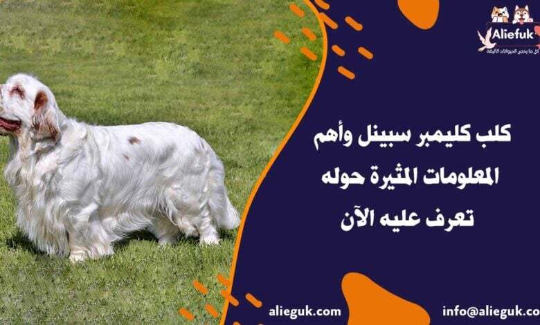 مواصفات كلب كليمبر سبينل