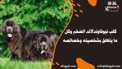 مواصفات كلب نيوفاوندلاند