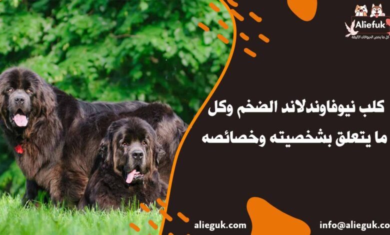 مواصفات كلب نيوفاوندلاند