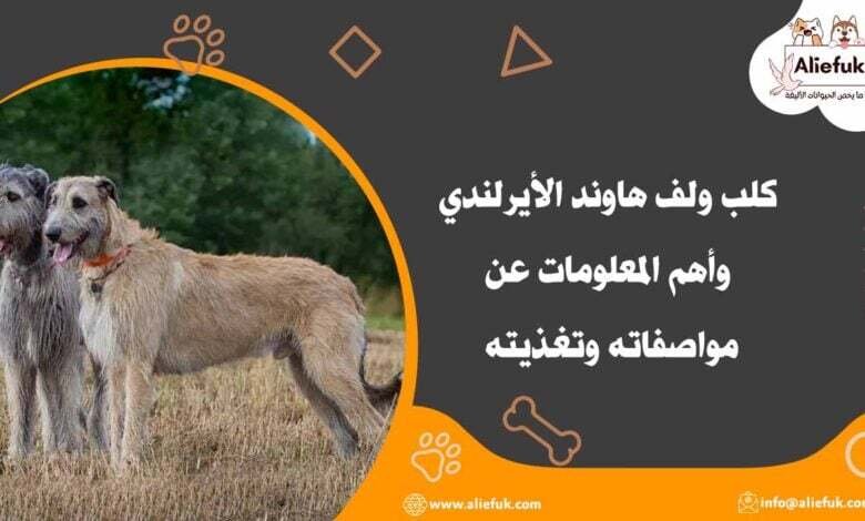 كلب ولف هاوند الأيرلندي وأهم المعلومات عن مواصفاته وتغذيته - موقع أليفك مواصفات كلب ولف هاوند