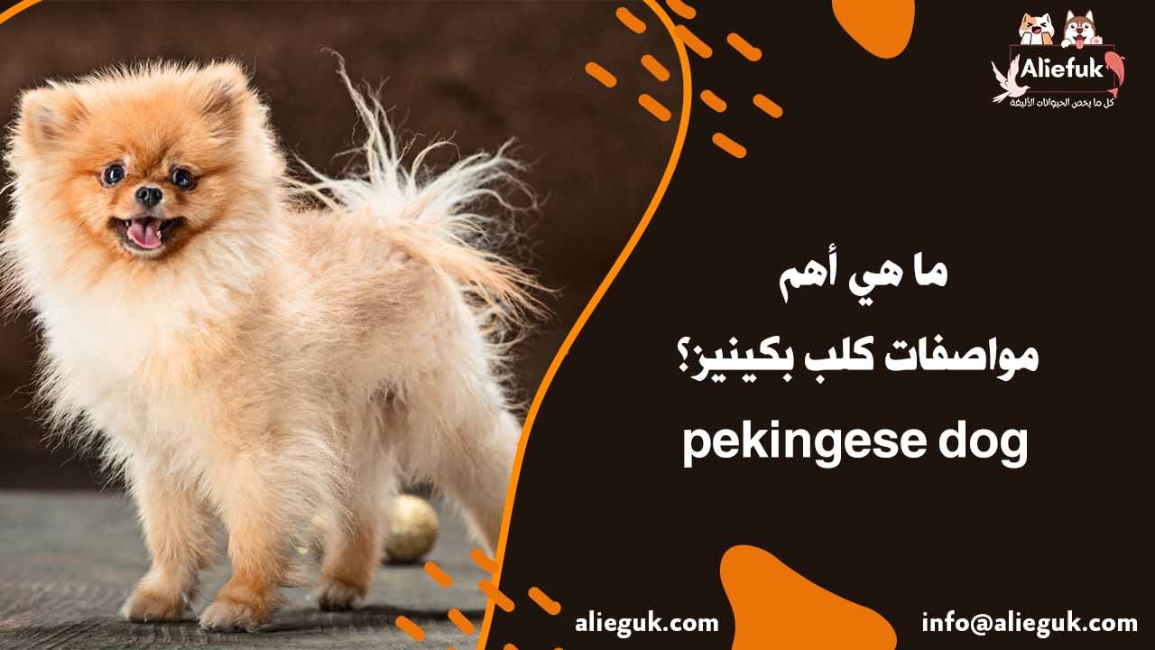 تغذية كلب بكينيز