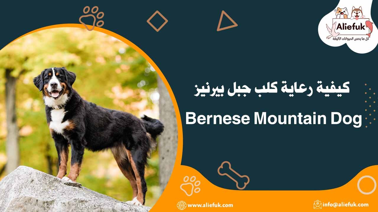 رعاية كلب جبل بيرنيز