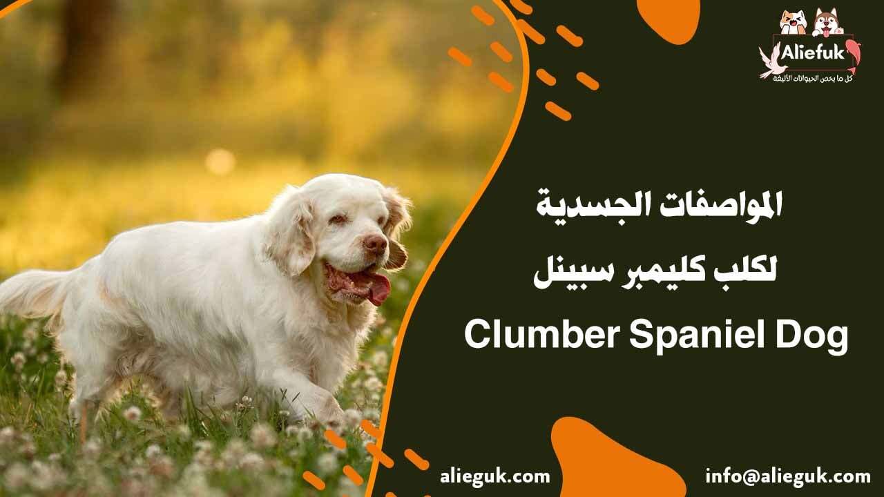 تدريب كلب كليمبر سبينل
