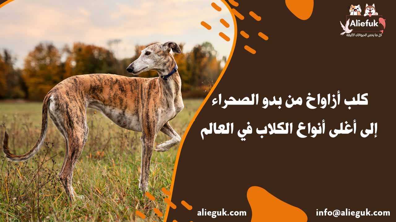 كلب أزاواخ من بدو الصحراء إلى أغلى أنواع الكلاب في العالم