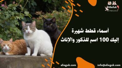 أجمل أسماء قطط
