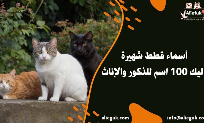 أجمل أسماء قطط