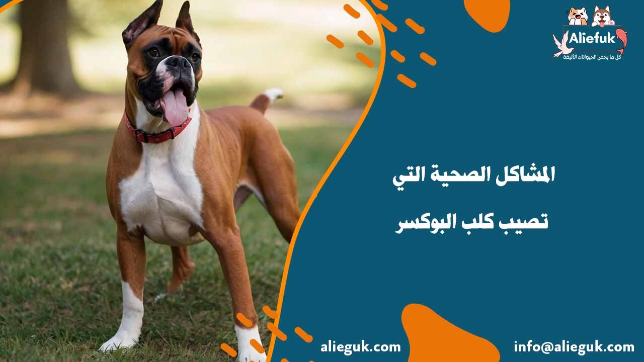 طرق رعاية كلب البوكسر