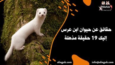 حقائق عن حيوان ابن عرس