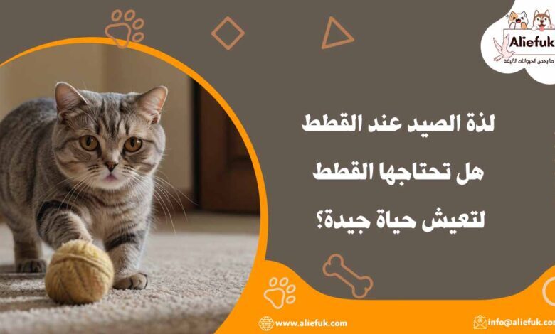 ما هي الصيد عند القطط